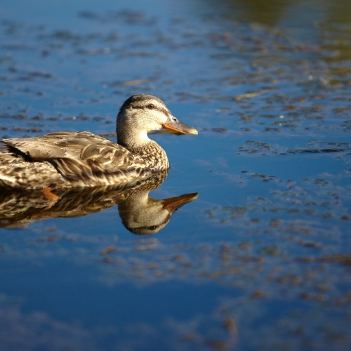 Ducking About Dordogne | Photo Essay